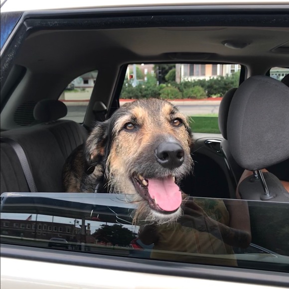 Meet your Posher, Hailey - Picture 1 of 1